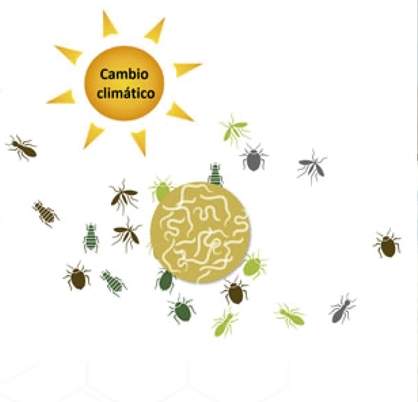 Lee más sobre el artículo Impactos del cambio climático en la incidencia de plagas y enfermedades de los cultivos