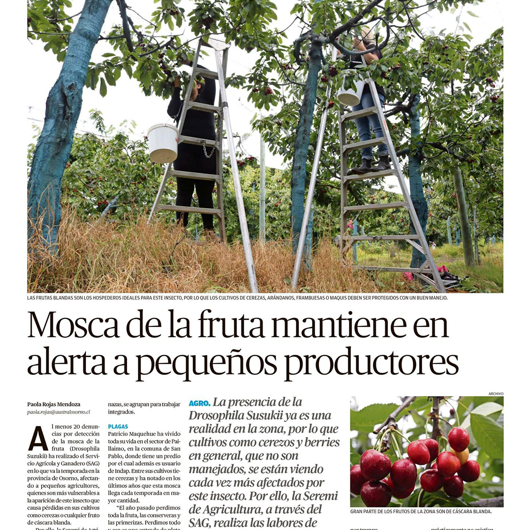 Lee más sobre el artículo Mosca de la fruta mantiene en alerta a pequeños productores
