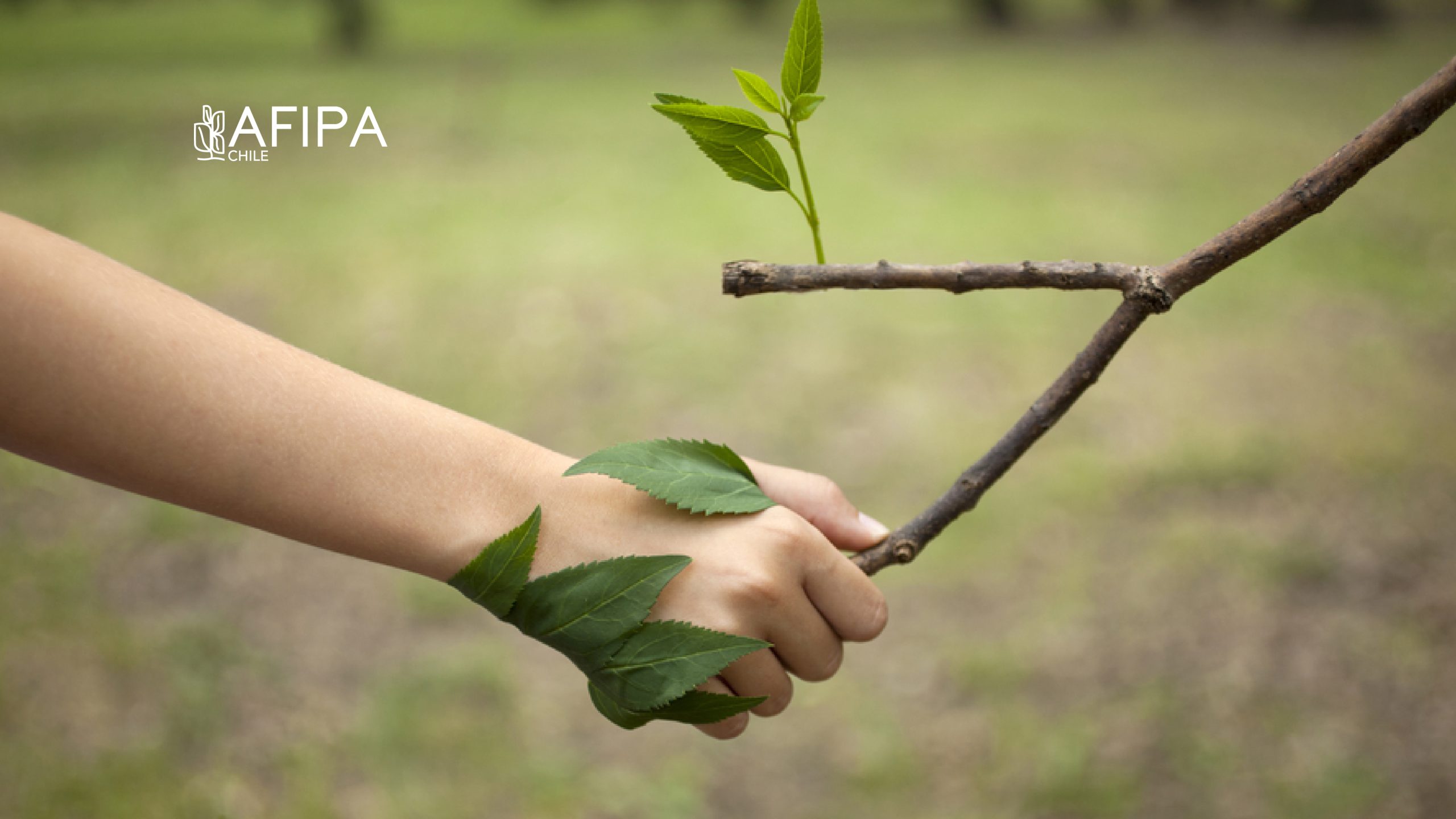 Lee más sobre el artículo AFIPA realiza la primera reunión de su Comisión de Sustentabilidad