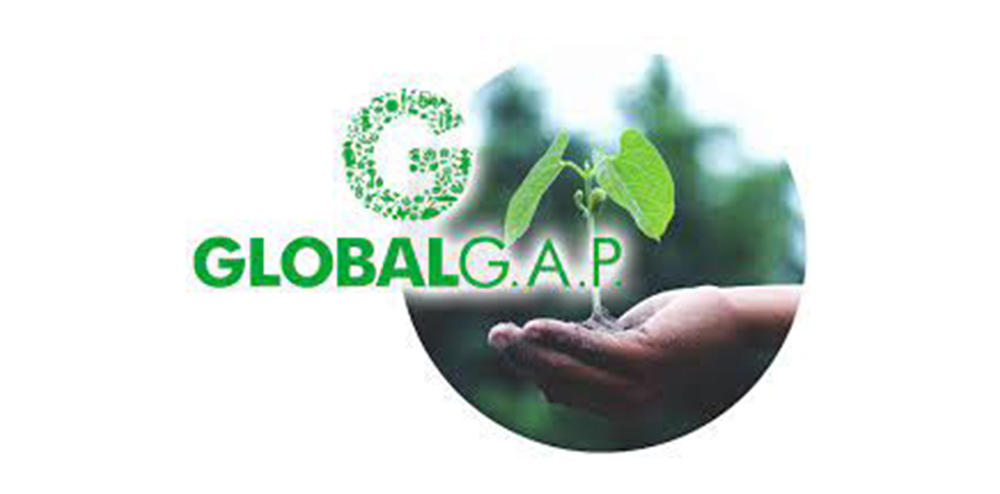 Lee más sobre el artículo CampoLimpio y AFIPA se reúnen con Global Gap para incentivar las buenas prácticas agrícolas en la entrega de envases e incentivar las comunicaciones conjuntas