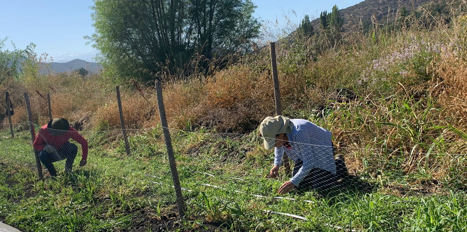 Lee más sobre el artículo A través de Proyecto CuidAgro de AFIPA se implementa banda floral en cultivo de tomate en la Región de O’Higgins