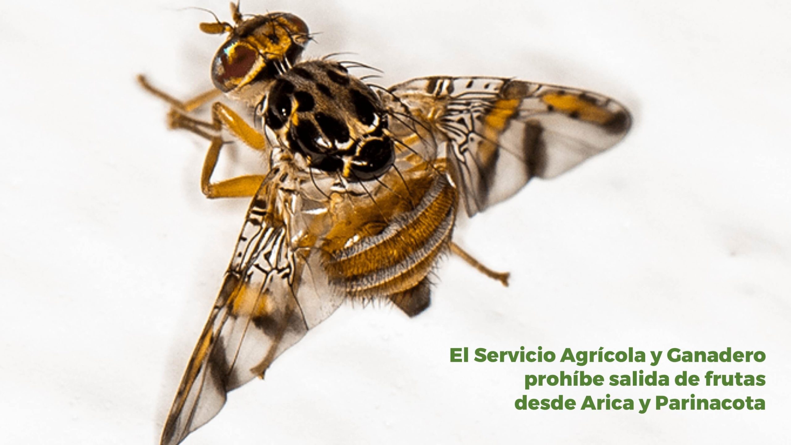 Lee más sobre el artículo ¡Mosca de la fruta en Arica y Parinacota! El SAG toma medidas para proteger la agricultura del país