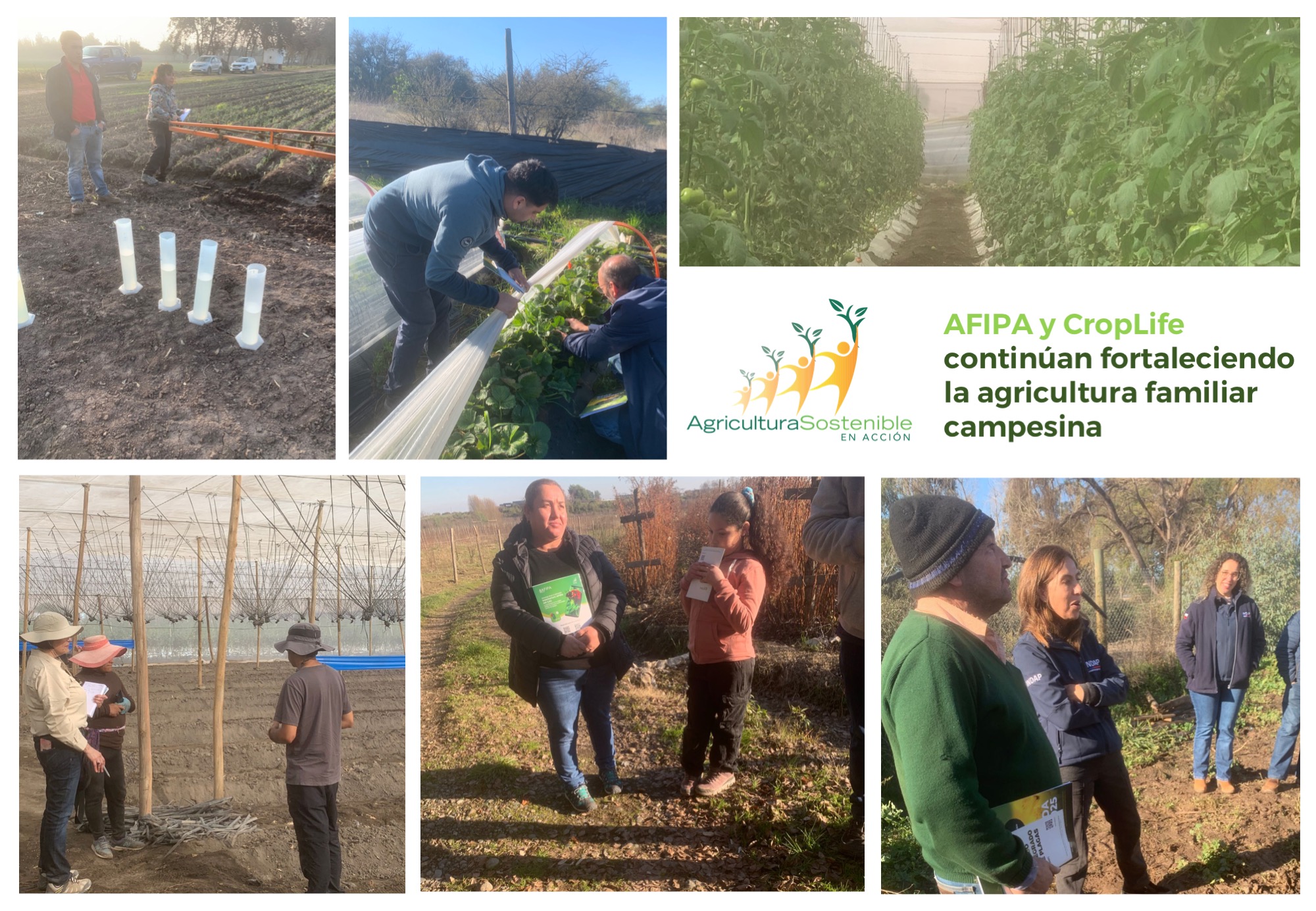 Lee más sobre el artículo Proyecto Agricultura Sostenible en Acción cuenta con todos sus huertos pilotos operativos