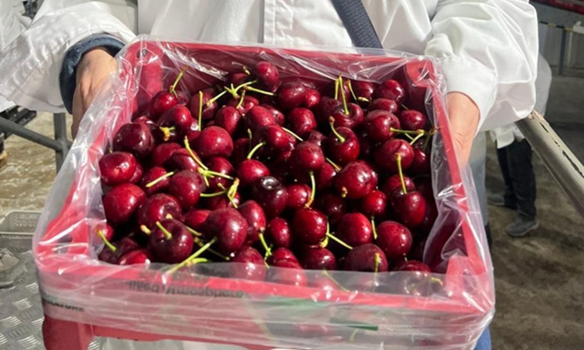 Lee más sobre el artículo Cerezas chilenas 25/26: exportaciones caen 8% a la semana 4, pero crece la diversificación fuera de China