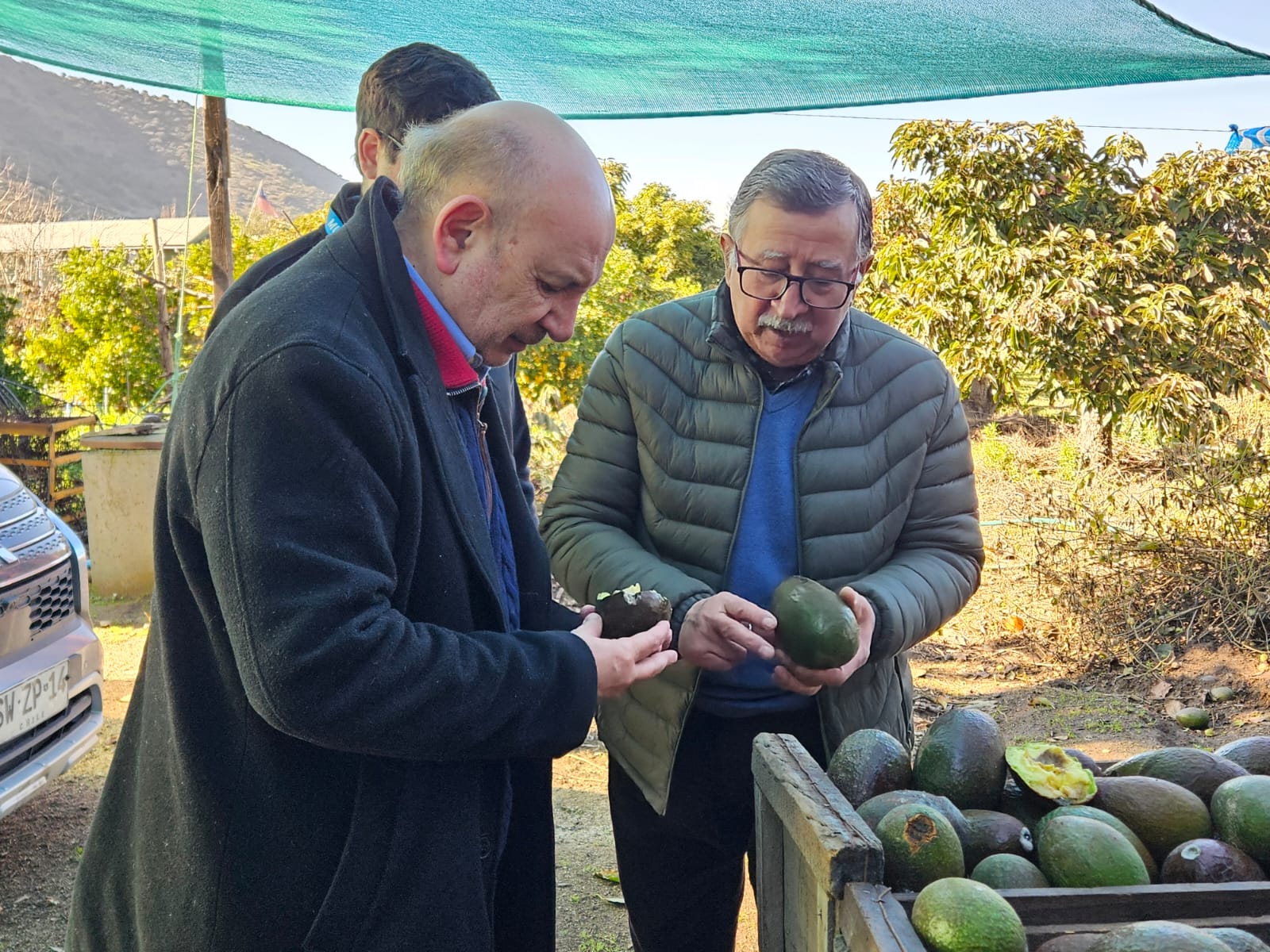Lee más sobre el artículo Heladas en la Región de O’Higgins: Agricultores de palta en Peumo perdieron hasta el 90% de su producción