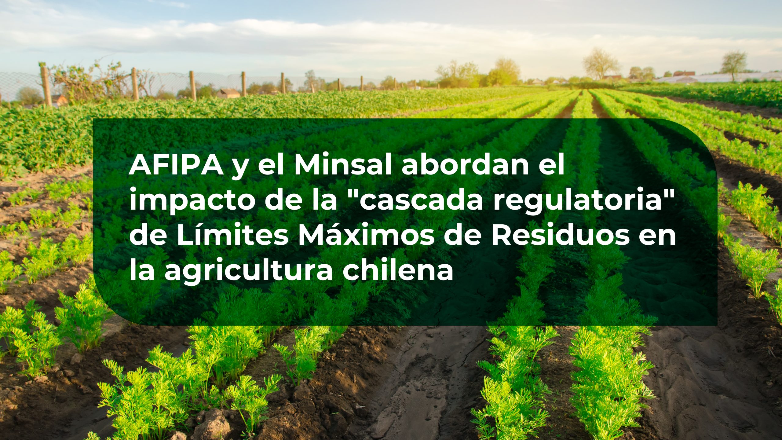 Lee más sobre el artículo AFIPA se reúne con representantes del Minsal y advierte sobre el impacto de la “cascada regulatoria” de Límites Máximos de Residuos en la competitividad agrícola